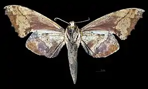 ♀ △