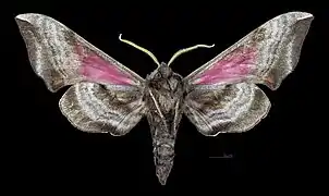 Smerinthus ocellata  ♀ △