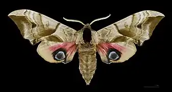 Una esfinge ocelada, Smerinthus ocellata, montada para mostrar las grandes manchas oculares.