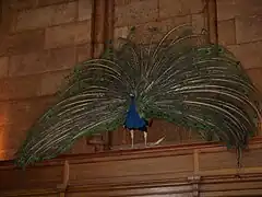 Un pavo real disecado en el instituto