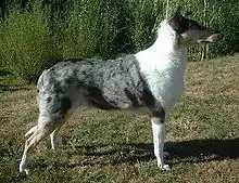 Collie de pelo corto azul merlé