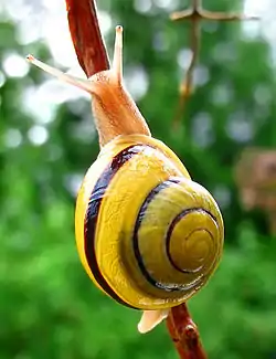 Cepaea ortensis