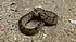 Snouted Night Adder, Causus defilippii