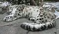 Un leopardo durmiendo en la nieve del Zoológico de Búfalo