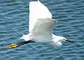 Garcita blanca (Egretta thula).