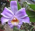 Flor