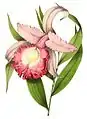 Sobralia macrantha in:  "Annales de la Société royale d’Agriculture et de Botanique de Gand",vol. 3, pl. 123. (1847)