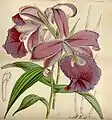 Sobralia macrantha   Ilustración de:  "Curtis's Botanical magazine",   vol. 75  tab. 4446  (1849)