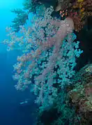 Dendronephthya klunzingeri en Borneo (Layang Layang)