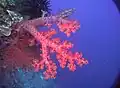 Alcyonacea (coral blando): Dendronephthya sp.