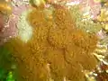 Alcyonium fauri en Ciudad del Cabo, Sudáfrica.