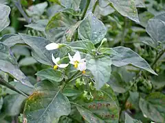 Perianto rotado en Solanum nigrum.