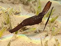 S. cyanopterus en Nuwaiba, Janub Sina', Egipto