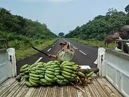 Platanero recién cortado rumbo a Batete
