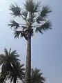 Recolector trepando la palmera