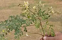 esta son las hojas de la moringa