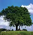 Un árbol adulto en el campo