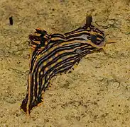 Polycera atra