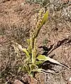 subsp. bicolor, southern NV
