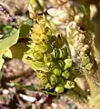 subsp. bicolor, southern NV