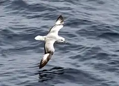 Petrel austral (Fulmarus glacialoides).