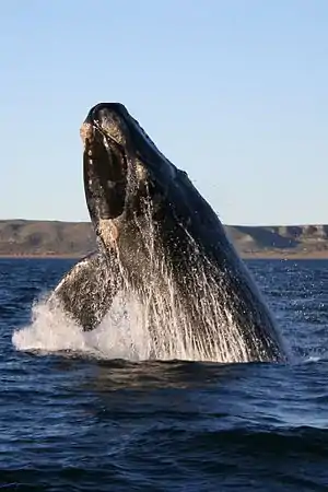 Ballena franca austral.