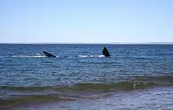 Ballena franca austral mostrando aletas pectorales