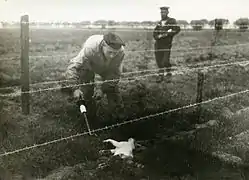 Muchos animales también eran víctimas de la alambrada.