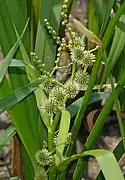 Detalle de hojas e inflorescencias de Sparganium.