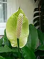 Espádice de Spathiphyllum floribundum