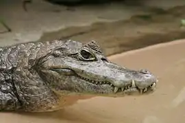 Caimán (Caiman crocodilus)