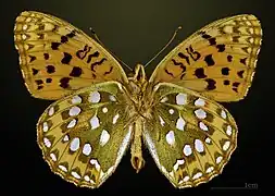 △ Speyeria aglaja
