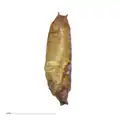 Pupa de Sphaeroceridae (Diptera)