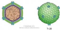 Halopanivirales, Helvetiavirae