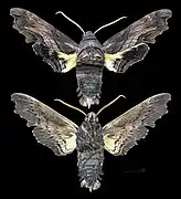 Sphecodina
