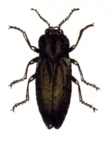 Sphenoptera antiqua