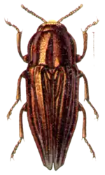 Sphenoptera canaliculata