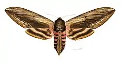 Macho, vista dorsal