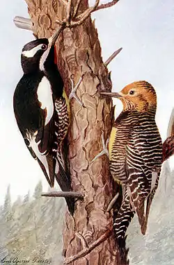 pájaros carpinteros americanos para Birds of the Rockies (1902)