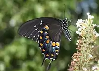 Papilio troilus vista ventral (mimética)