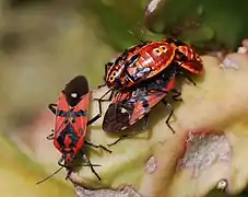 Spilostethus pandurus, adultos y ninfas