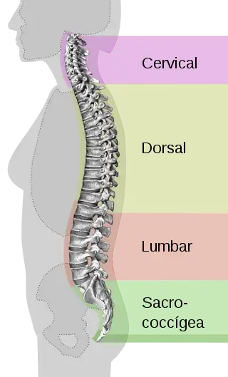 Imagen de curvaturas de la columna vertebral: Cervical, torácica, lumbar y sacra