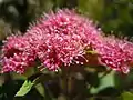 Inflorescencia de Spiraea splendens.