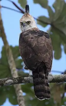 Aguilillo Penachudo (Spizaetus ornatus)