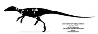 Spondylosoma