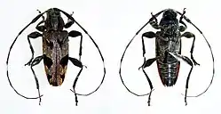 Sporetus colobotheides