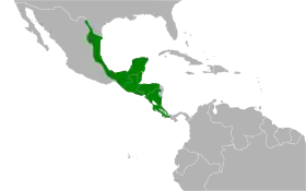 Distribución geográfica del semillero de Morelet.