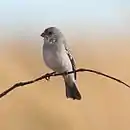 Corbatita plomizo en Chapada dos Veadeiros - GO - Brasil