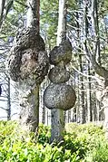 Nudos en  una picea de Sitka, Parque nacional Olympic estado de Washington