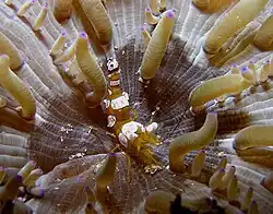 T. amboinensis sobre anémona Condylactis gigantea, en Timor Este